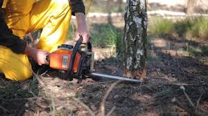 Best Fruit Tree Pruning  in Perry, OK