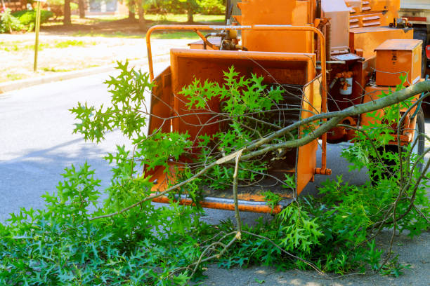 Best Seasonal Cleanup (Spring/Fall)  in Perry, OK