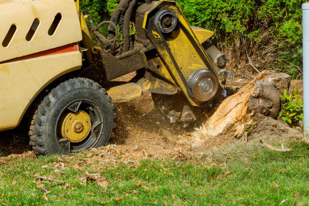 Best Tree Preservation Services  in Perry, OK