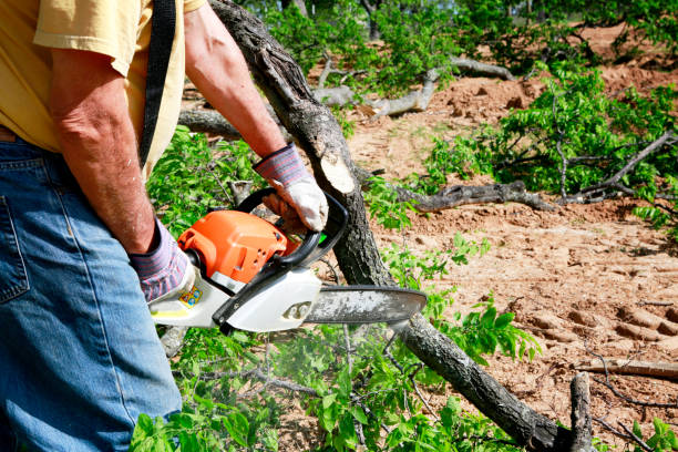 Best Storm Damage Tree Cleanup  in Perry, OK